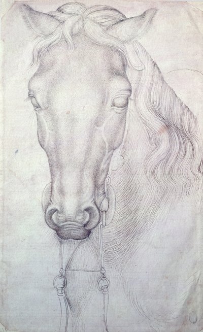 馬の頭 作： Antonio Pisanello