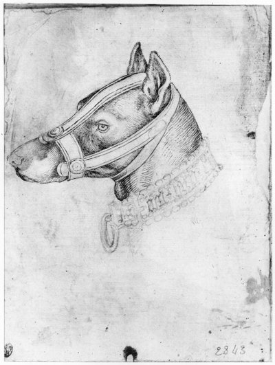 銃口のある犬の頭、The Vallardi Albumから 作： Antonio Pisanello