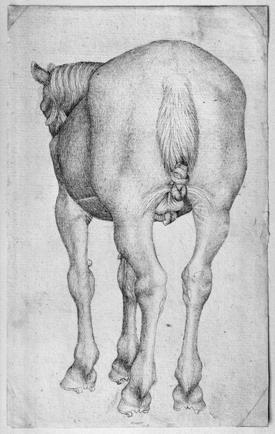 バジャルディアルバムの馬 作： Antonio Pisanello