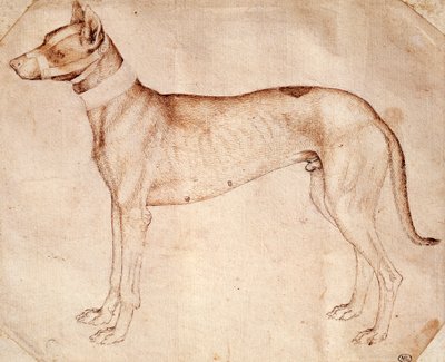 アントニオ・ピサーノ（ピサネロ）による狩猟犬の習作（1395年以前～1455年頃）、ペンと茶色のインクで描かれています。 作： Antonio Pisanello