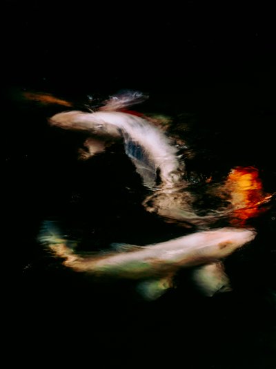  作： Antonio Schubert