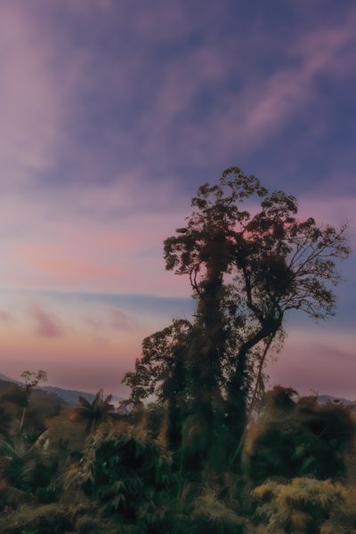 レインフォレストIII、2020年（デジタル写真） 作： Antonio Schubert