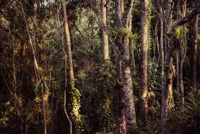 2021年、レインフォレストIV（写真） 作： Antonio Schubert