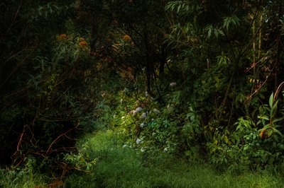 トレイル、2015年（デジタル写真） 作： Antonio Schubert