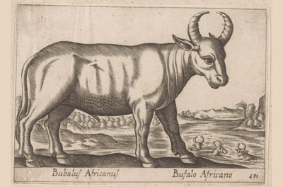 アフリカ水牛 Bubalus Africanus/ Bufalo Africano (オブジェクトのタイトル) 動物と伝説の生き物（シリーズタイトル） Nova raccolta de li animali piu curiosi del mondo (シリーズタイトル) 作： Antonio Tempesta