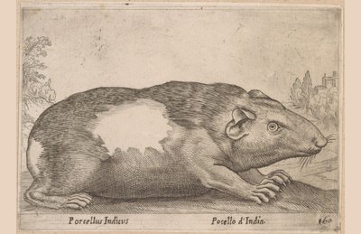 キャビア Porcellus Indicus/ Pocello d