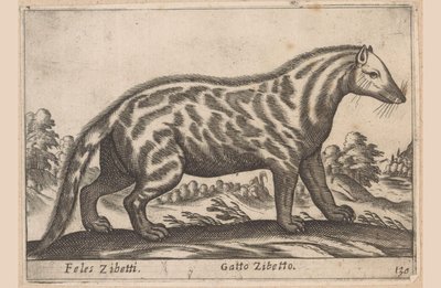 シベットカット Feles Civets/ジャコウネコ (オブジェクトのタイトル) Dieren en fabelwezens (シリーズタイトル) 世界で最も好奇心旺盛な動物の新しいコレクション (シリーズ タイトル) 作： Antonio Tempesta