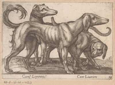 3匹の犬 Canis Leporinus/ Cane Levriero (オブジェクトのタイトル) 動物と伝説の生き物（シリーズタイトル） Nova raccolta de li animali piu curiosi del mondo (シリーズタイトル) 作： Antonio Tempesta