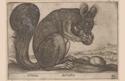 エクホーン Sciurus/ Sciratto (オブジェクトのタイトル) Dieren en fabelwezens (シリーズタイトル) 世界の新しい好奇心小動物 (シリーズ タイトル) 作： Antonio Tempesta