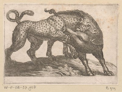 イノシシと戦うヒョウ 戦う動物（シリーズタイトル） 作： Antonio Tempesta