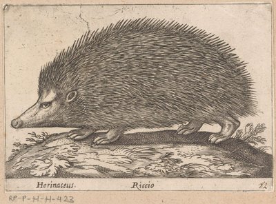 エーゲル Herinaceus/ Riccio (オブジェクトのタイトル) Dieren en fabelwezens (シリーズタイトル) 世界の不思議な動物の新コレクション (シリーズ タイトル) 作： Antonio Tempesta