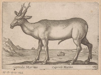 ハート Capreulus Marinus/ Capriolo Marino (オブジェクトのタイトル) Dieren en fablewezens (シリーズのタイトル) 世界で最も好奇心旺盛な動物の新しいコレクション (シリーズ タイトル) 作： Antonio Tempesta