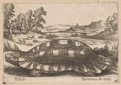 Landschildpad Testudo/ 地上亀 (オブジェクトのタイトル) Dieren en fabelwezens (シリーズタイトル) 世界で最も好奇心旺盛な動物の新しいコレクション (シリーズ タイトル) 作： Antonio Tempesta
