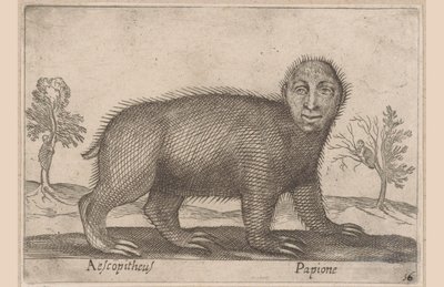 怠惰 Aescopitheus/ Papione (オブジェクトのタイトル) 動物と伝説の生き物（シリーズタイトル） Nova raccolta de li animali piu curiosi del mondo (シリーズタイトル) 作： Antonio Tempesta