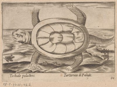 モエラスチャイルドパッド Testudo palustres/ Tartaruca di Palude (オブジェクトのタイトル) Dieren en fablewezens (シリーズのタイトル) Nova raccolta de li animali piu curiosi del mondo (シリーズタイトル) 作： Antonio Tempesta