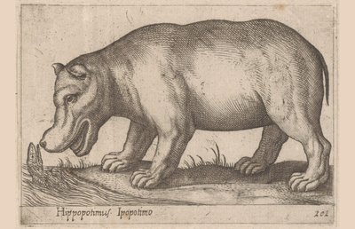 カバ カバ/Ipopotamo (オブジェクトのタイトル) 動物と伝説の生き物（シリーズタイトル） Nova raccolta de li animali piu curiosi del mondo (シリーズタイトル) 作： Antonio Tempesta