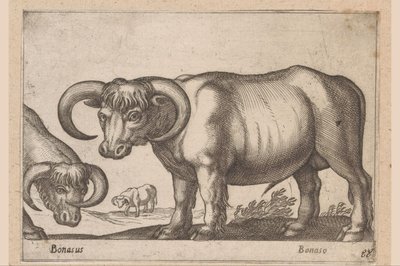 牛 Bonasus/Bonaso (オブジェクトのタイトル) 動物と伝説の生き物（シリーズタイトル） Nova raccolta de li animali piu curiosi del mondo (シリーズタイトル) 作： Antonio Tempesta