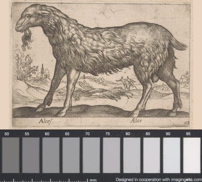 女性のヘラジカ Alces/アルセ (オブジェクトのタイトル) 動物と伝説の生き物（シリーズタイトル） Nova raccolta de li animali piu curiosi del mondo (シリーズタイトル) 作： Antonio Tempesta