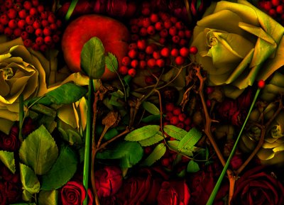 05 マジックガーデン No.36, 2011（写真） 作： Antonius Antonius