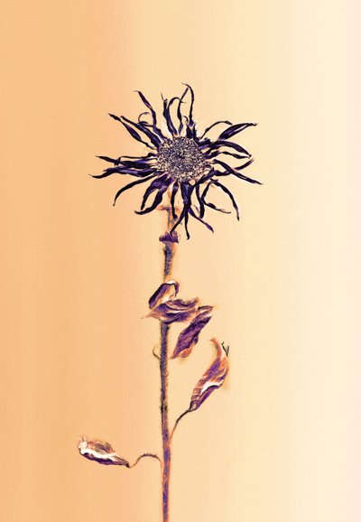 古代の花-アプリコット、2025年（写真） 作： Antonius Antonius