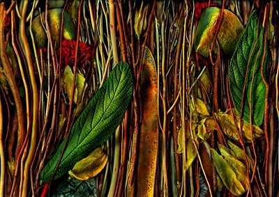 アンデルスヴェルトン-No.79-4.strange wood, 2019（写真） 作： Antonius Antonius