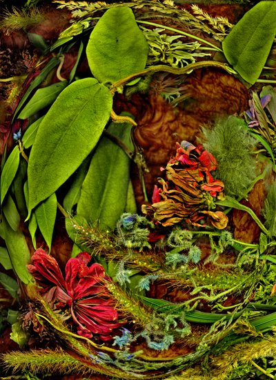  作： Antonius Antonius