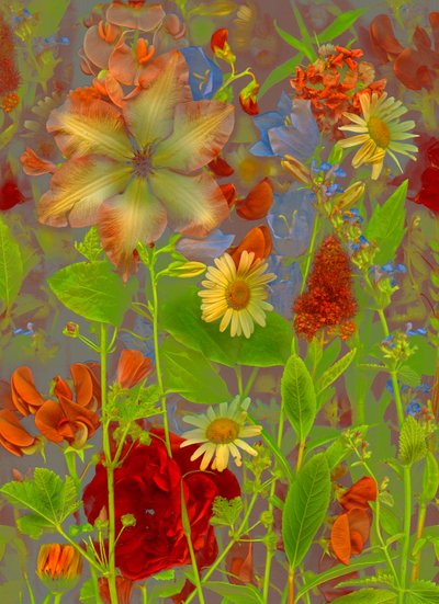 アートフローラルno.5 春の語らい、2016年（写真） 作： Antonius Antonius