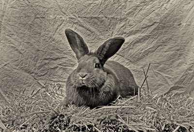 さようならデュラー 作： Antonius Antonius