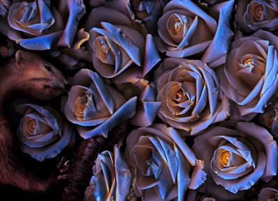 2019年マジックガーデンNo.31-2（写真） 作： Antonius Antonius