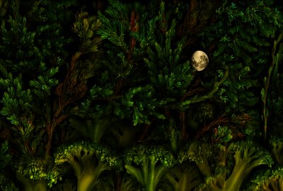 マジックガーデンの森、2011年（写真） 作： Antonius Antonius