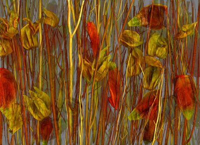 秘密の木、2014年（写真） 作： Antonius Antonius