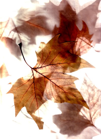 秋風 作： Antonius Antonius