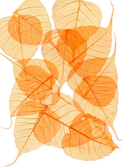 木の葉 作： Antonius Antonius