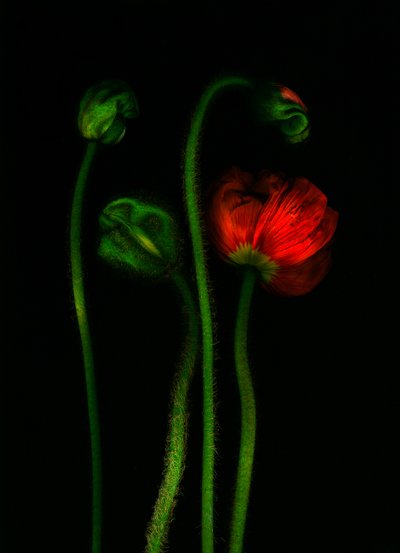 earthArt -ポピー, 2008（写真） 作： Antonius Antonius