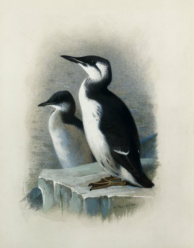 ブルニッチのギレモット 作： Archibald Thorburn