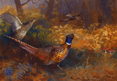 森の端にいる雄鶏と鶏のキジ 作： Archibald Thorburn