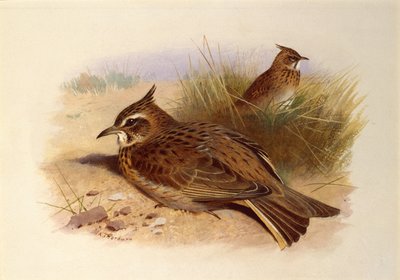 カンムリヒバリ、イギリスの鳥 作： Archibald Thorburn