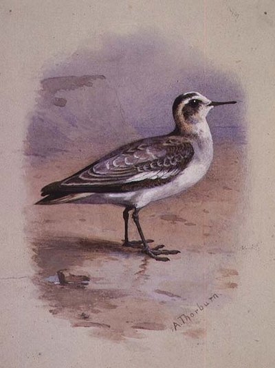灰色のファラロペ（水彩画） 作： Archibald Thorburn