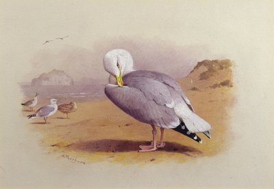 バスロックを背にした浜辺のカモメ（水彩画 作： Archibald Thorburn