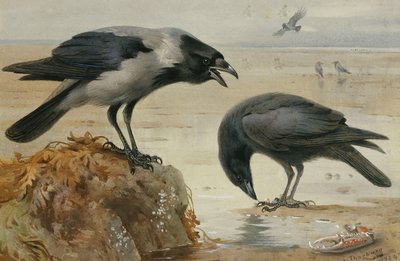 ズキンガラスとハシボソガラス 作： Archibald Thorburn