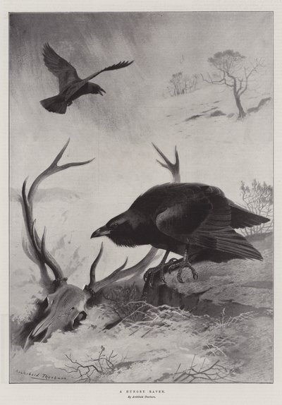 空腹レイヴン 作： Archibald Thorburn