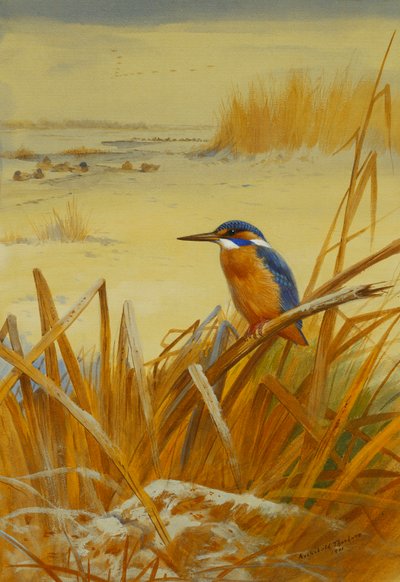 冬の葦の中のカワセミ 作： Archibald Thorburn