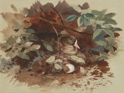 営巣するガチョウ (青い紙に水彩) 作： Archibald Thorburn