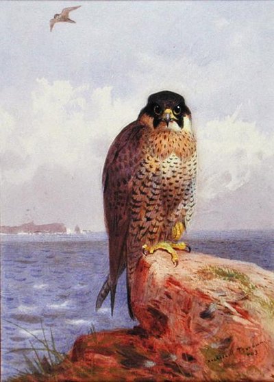 海辺のペレグリン・ファルコン 作： Archibald Thorburn