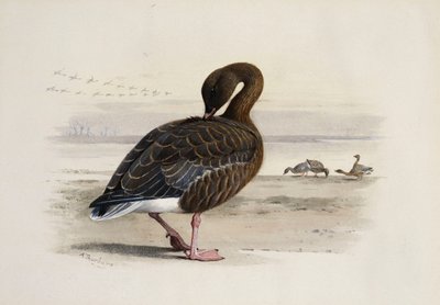 コザクラバシガン 作： Archibald Thorburn