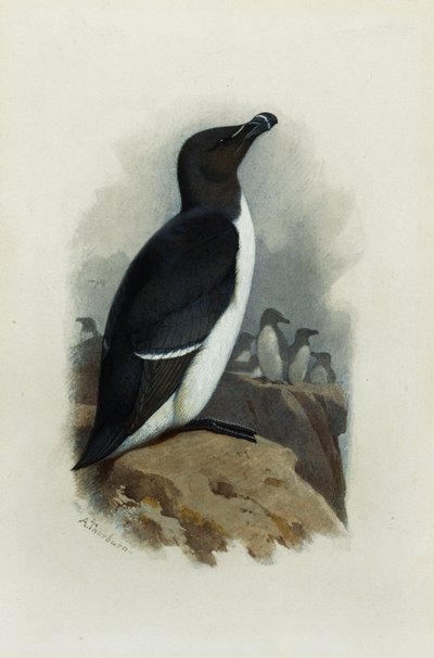 オオハシウミガラス 作： Archibald Thorburn