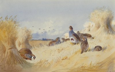 A Red Legged Patridge and a Covey of Grey Patridges by Corn Stooks (鉛筆と水彩) 作： Archibald Thorburn