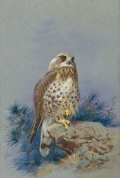 荒足ノスリ 作： Archibald Thorburn