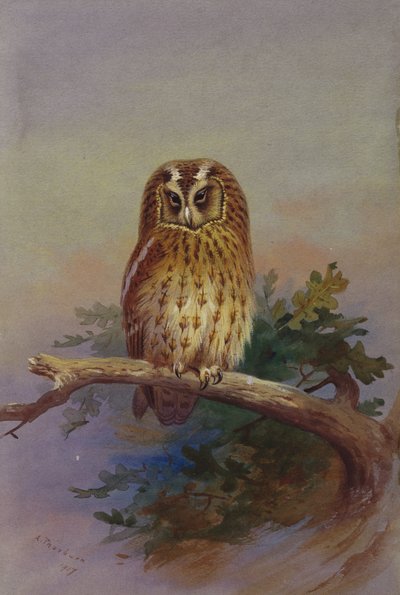 樫の木の枝にとまるフクロウ 作： Archibald Thorburn