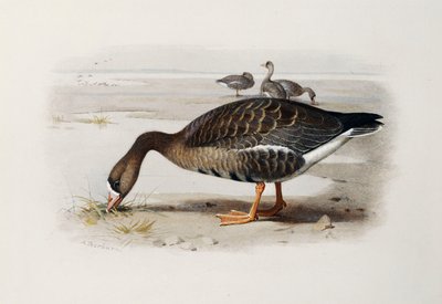 マガン 作： Archibald Thorburn